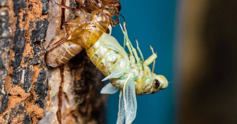 Molting cicada on tree