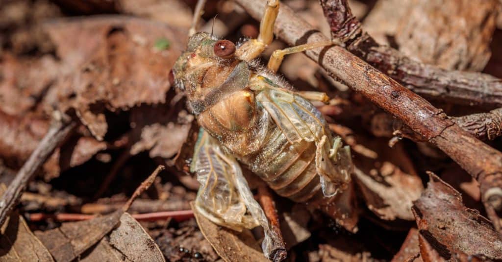 Why Do Cicadas Only Come Out Every 17 Years?