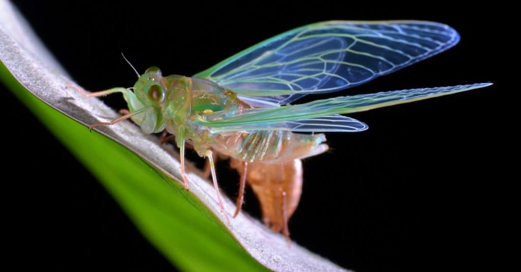 How long do cicadas live?
