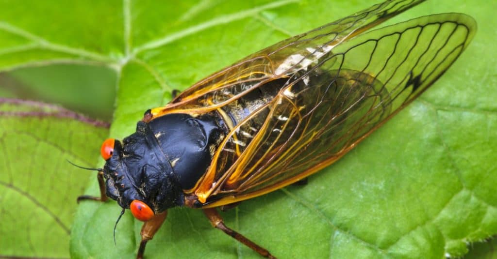 17 Year Periodical Cicada sitting on a leaf