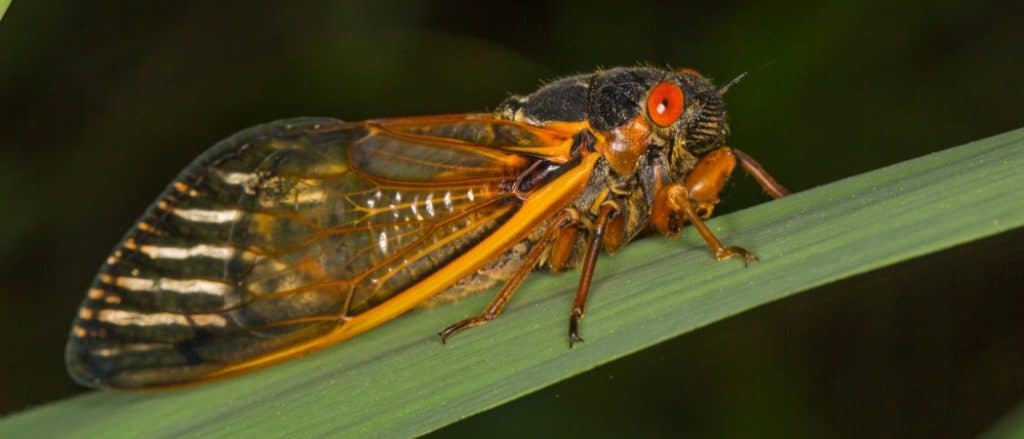 Why Do Cicadas Only Come Out Every 17 Years?
