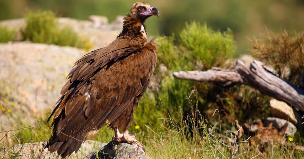 Largest Birds of Prey - Cinereous Vulture