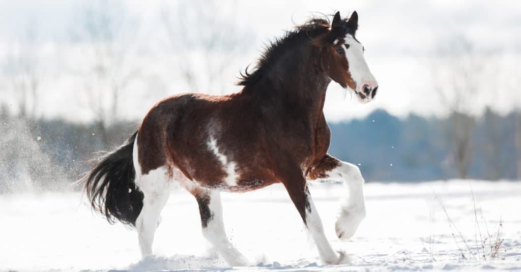 shire horse vs clydesdale