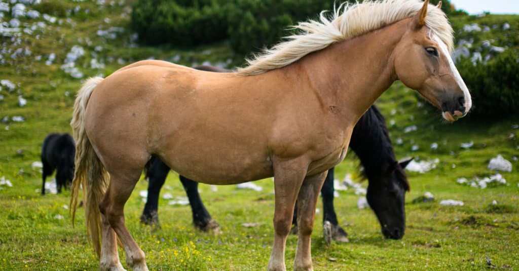 Largest Horse: Comtois Horse