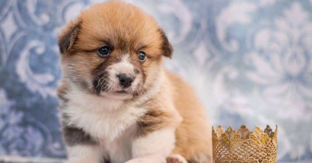 Simpatico cucciolo di Corkie seduto su un tavolo