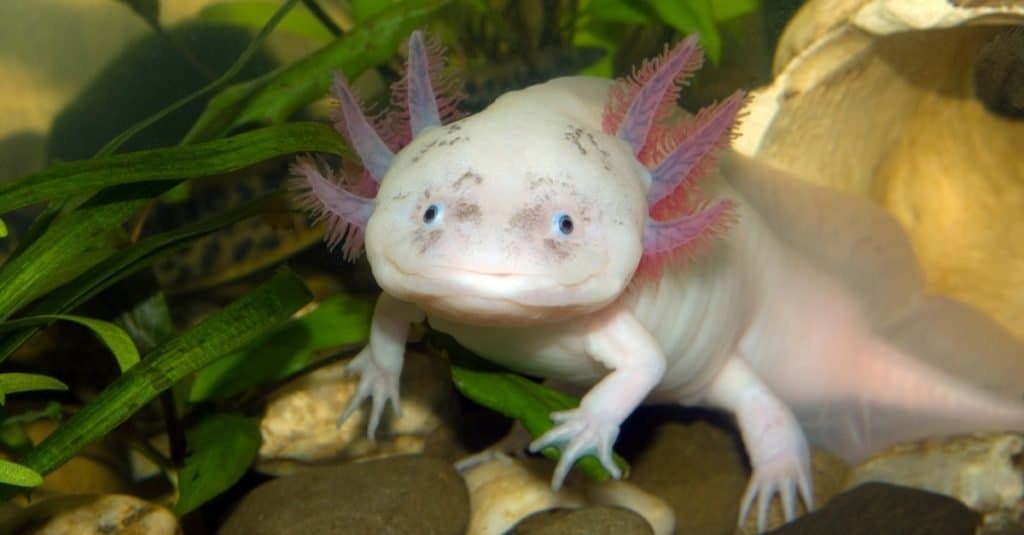Axolotls can regenerate lost limbs. 