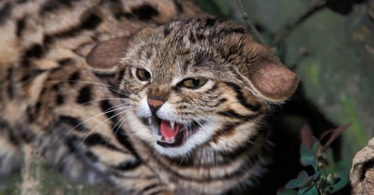 Cutest Animals: Black-Footed Cat
