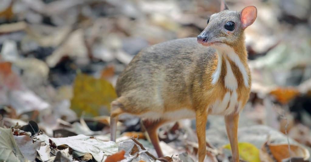 Cutest Animals: Chevrotain