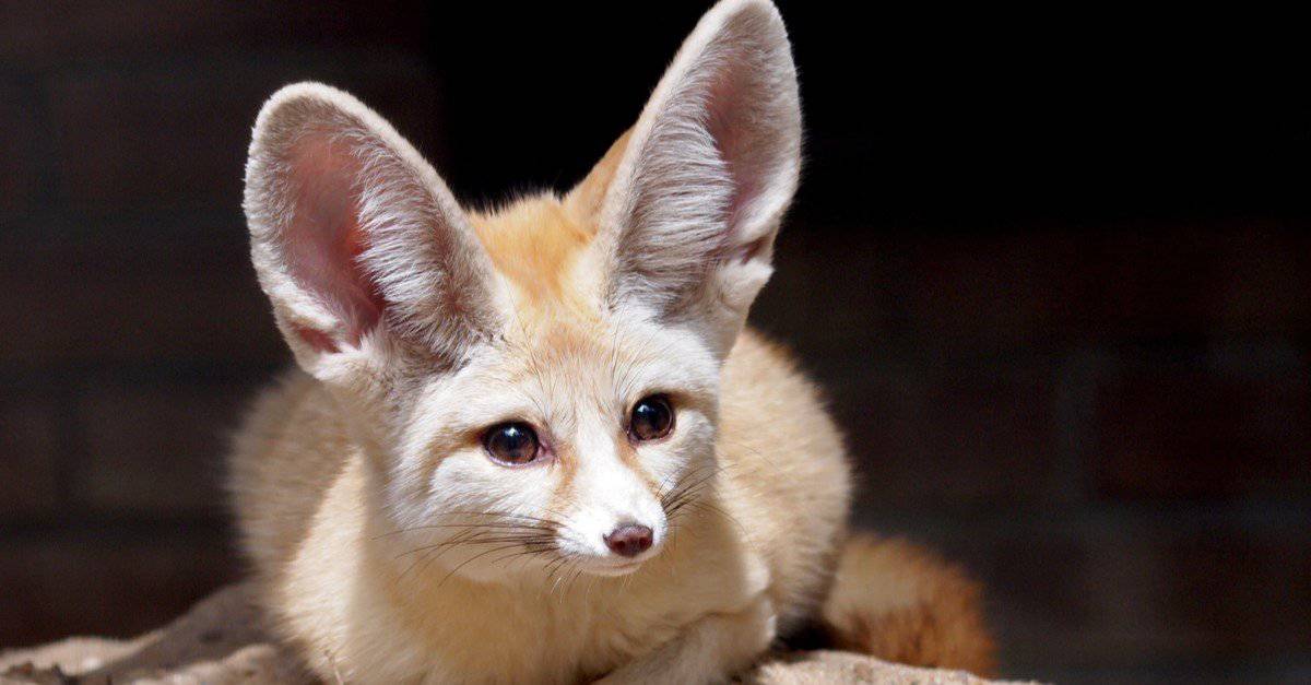 Cutest Animals  Fennec Fox 