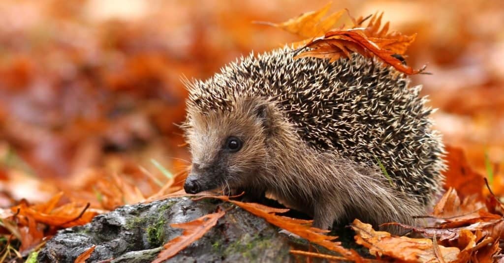 Cutest Animals: Hedgehog