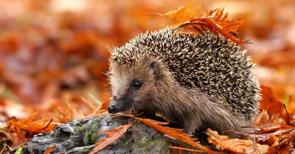 average pet hedgehog lifespan