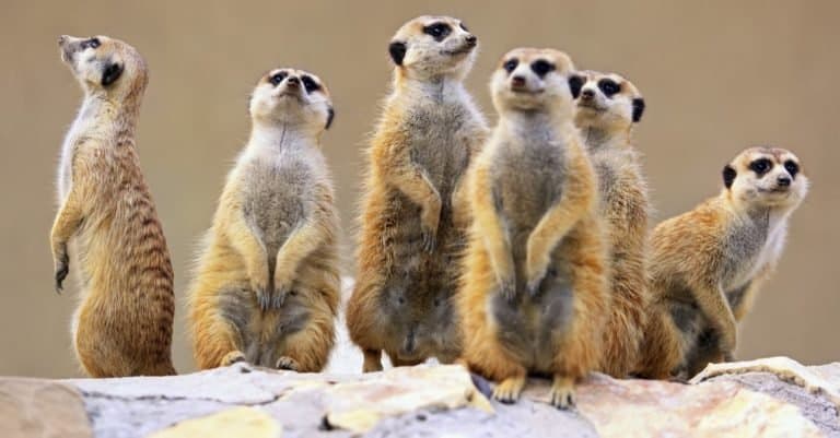 Cutest Animals_ Meerkat