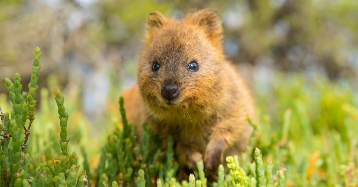 Cutest Animals: Quokka