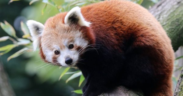 Do Red Pandas Make Good Pets? So Cute but Illegal - A-Z Animals