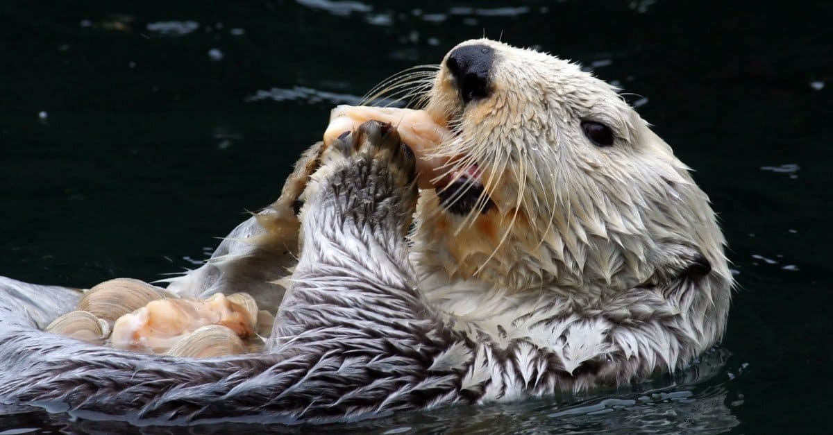 sea otters eating clams