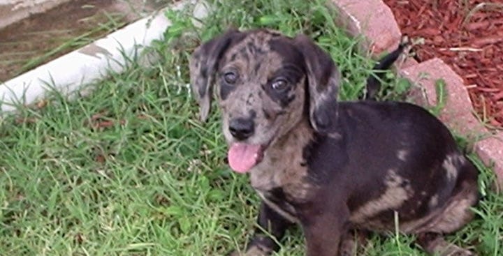 Dachsador sitting on grass