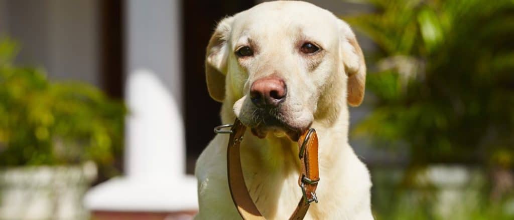 Best Dog Collars