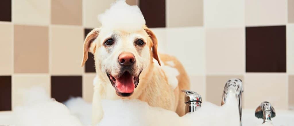 One thing you can do that can help a dog that is suffering from cat-related allergies is to keep it bathed regularly with a medicated shampoo.