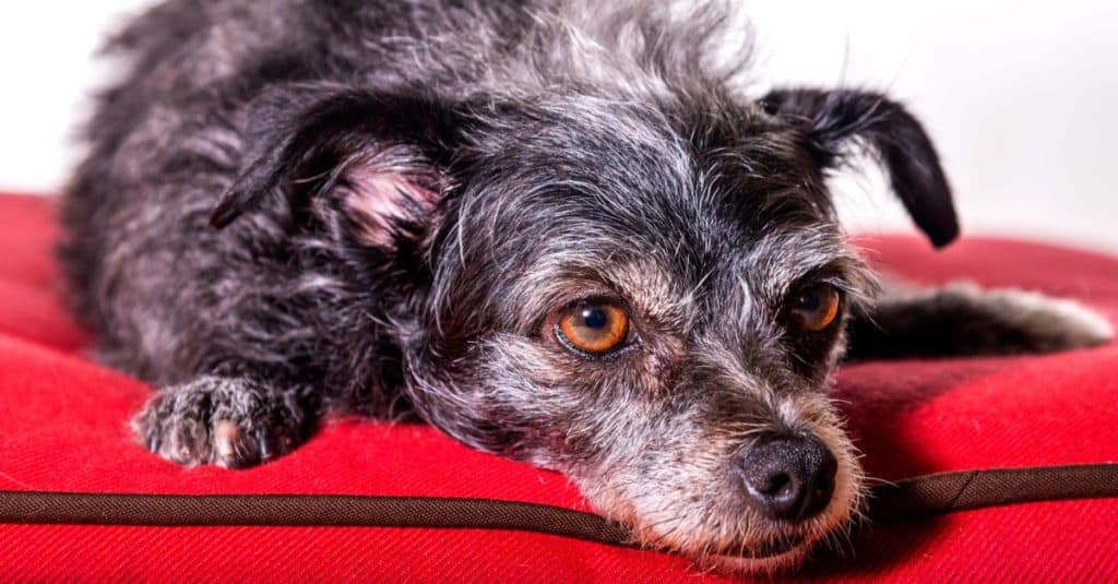 Cute Dorkie dog mixed breed of Dachshund and Yorkie