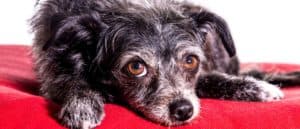 Dorkie close-up