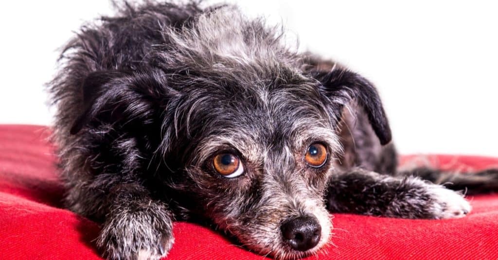 Dorkie lying on red blanket