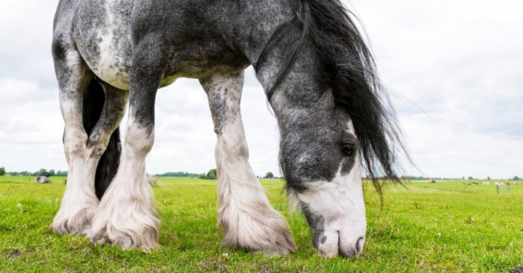 Biggest Horses: Dutch Draft