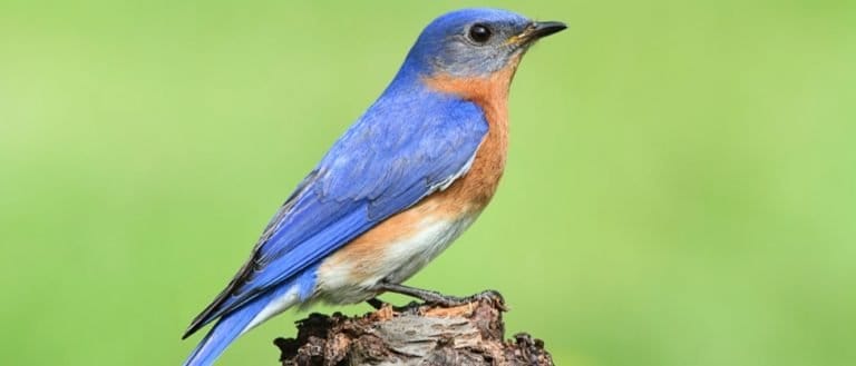 Male Eastern Bluebird (Sialia sialis) on a perch with a green background