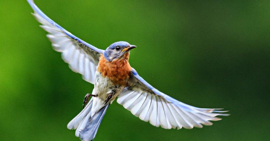 North Carolina bluebird in full flight