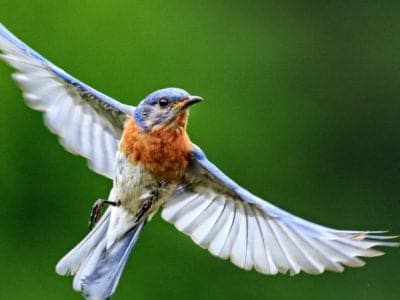 Eastern Bluebird Bird Facts | Sialia sialis | AZ Animals