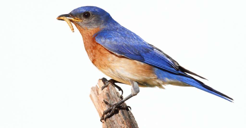 Eastern Bluebird (Sialia sialis) on a stick with a worm - Isolated on a white background