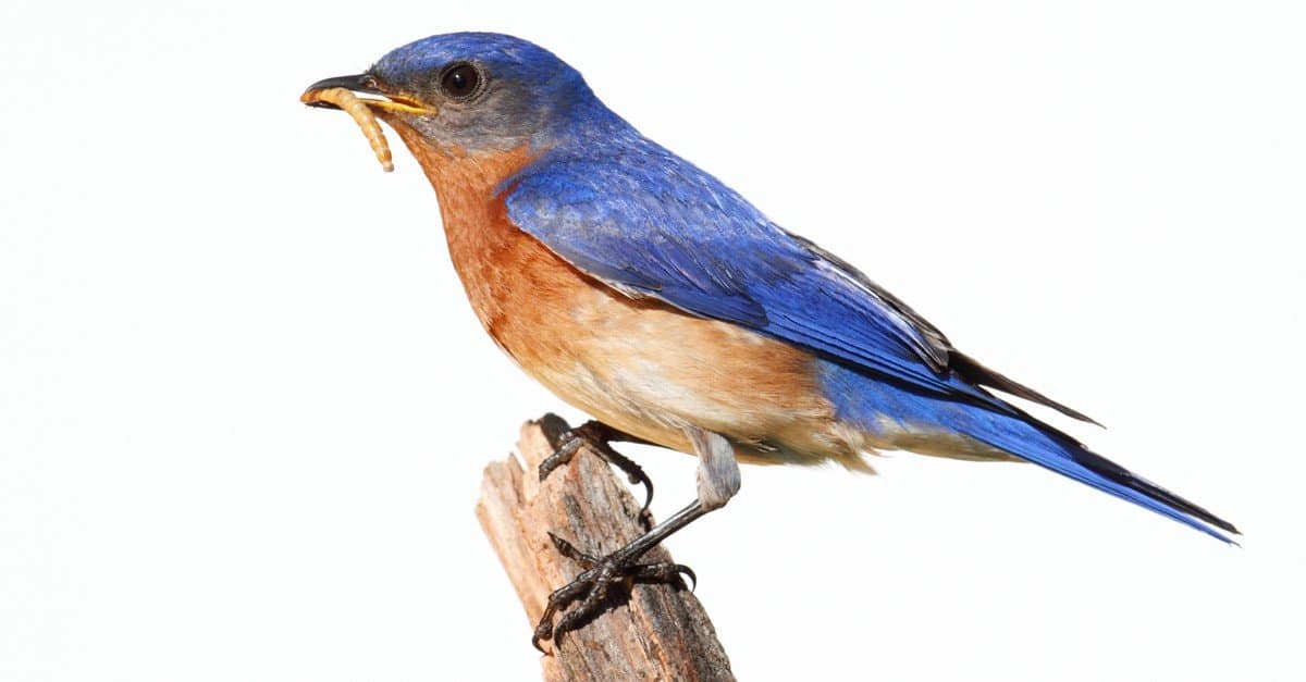Eastern Bluebird Bird Facts Sialia Sialis Az Animals