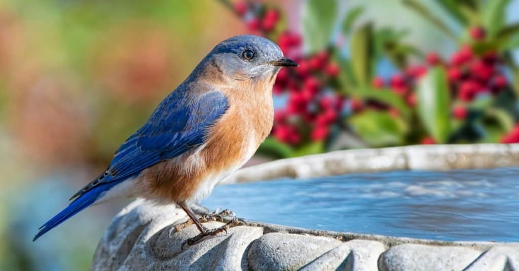 Male eastern bluebird perched on a water basin in winter in Louisiana with branches of American holly in the background