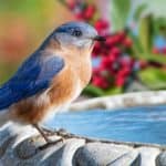 Eastern Bluebird