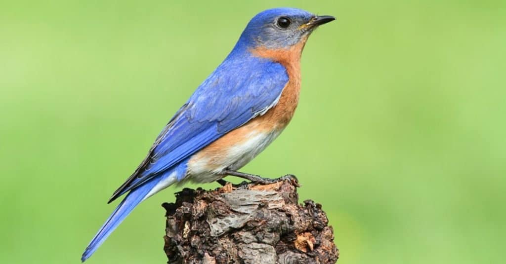 Male Eastern Bluebird (Sialia sialis) on a perch with a green background