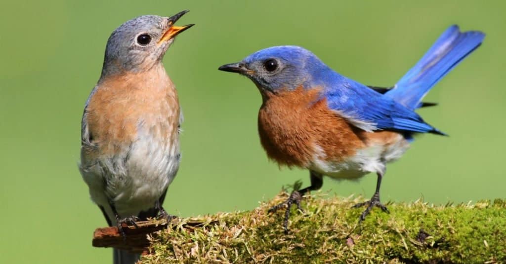 Pair of eastern bluebirds (Sialia sialis) on a mossy log