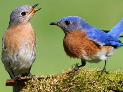 Eastern Bluebird Bird Facts | Sialia sialis | AZ Animals