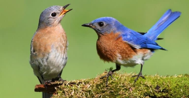 Pair of Eastern Bluebird (Sialia sialis) on a log with moss