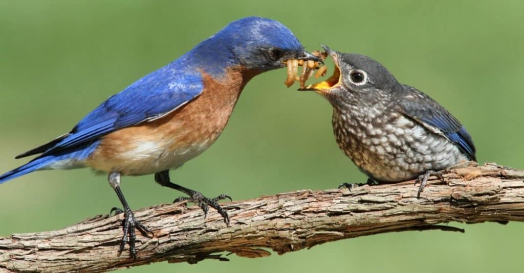 Male Eastern Bluebird (Sialia sialis) feeding his hungry baby