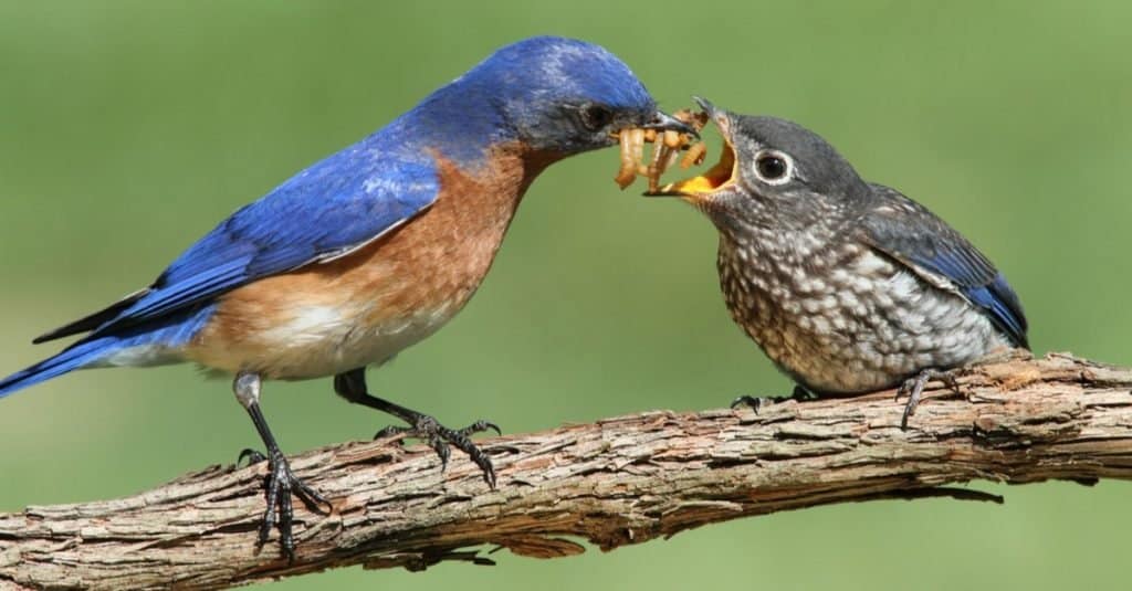 HD wallpaper: bluebirds, babies, nest, rainbow, feathers, endangered, cute