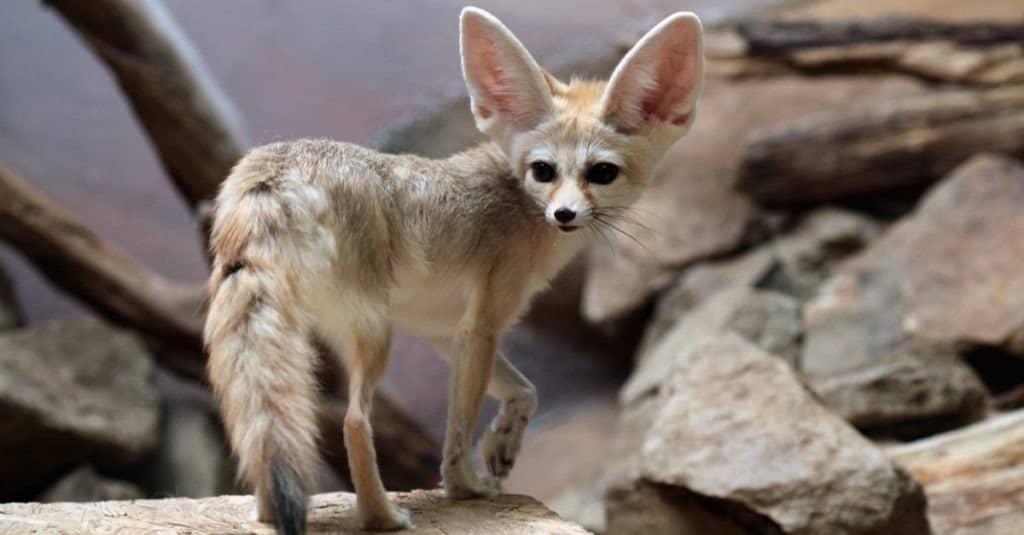 A fennec fox standing on a rock.