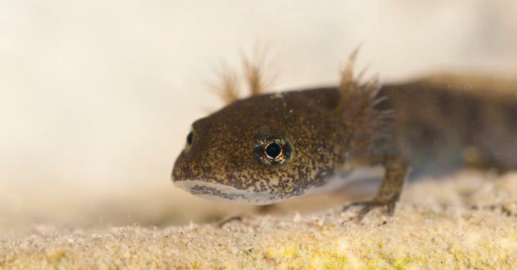 Fire salamander (Salamandra salamandra) larvae