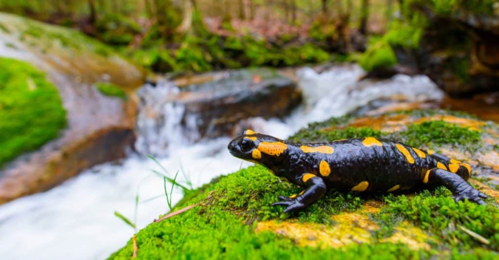 Fire Salamander in nature, sitting next to a stream.