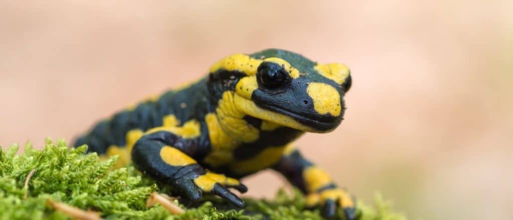 A black yellow spotted Fire Salamander