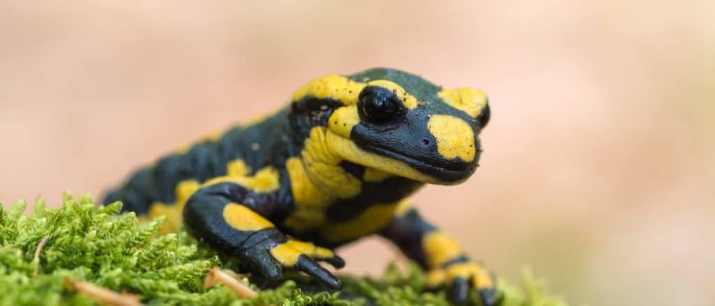 Black and Yellow Salamander: What Is It Called and Is It Dangerous? - AZ  Animals