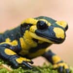 Fire salamander