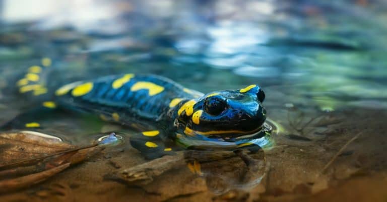 Beautiful amphibian, Fire salamander, in a Spring stream.