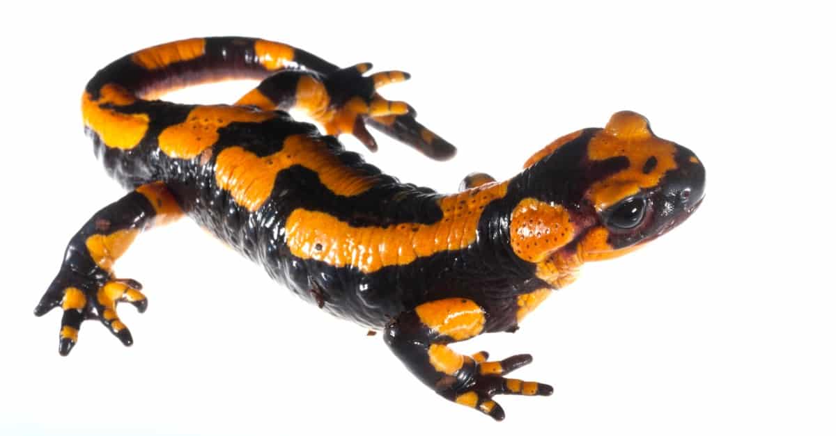 Salamandra salamandra (fire salamander) isolated on white background