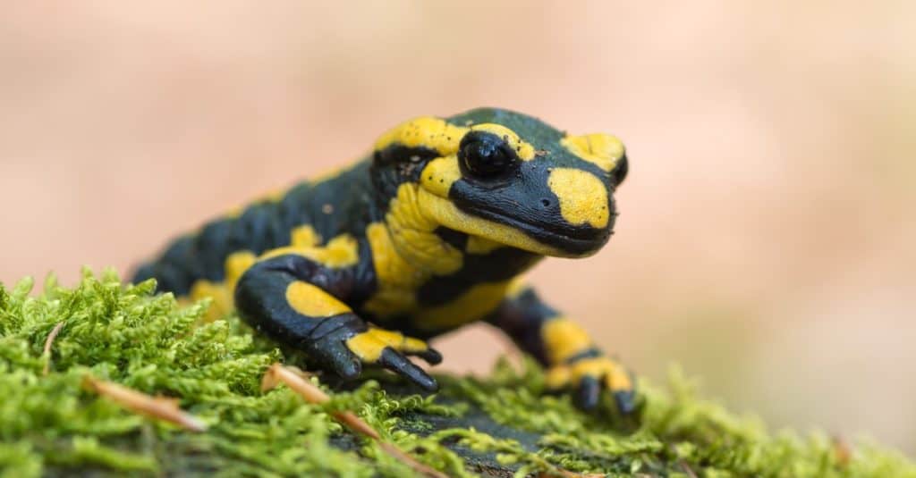 A black yellow-spotted Fire Salamander sitting on a rock.