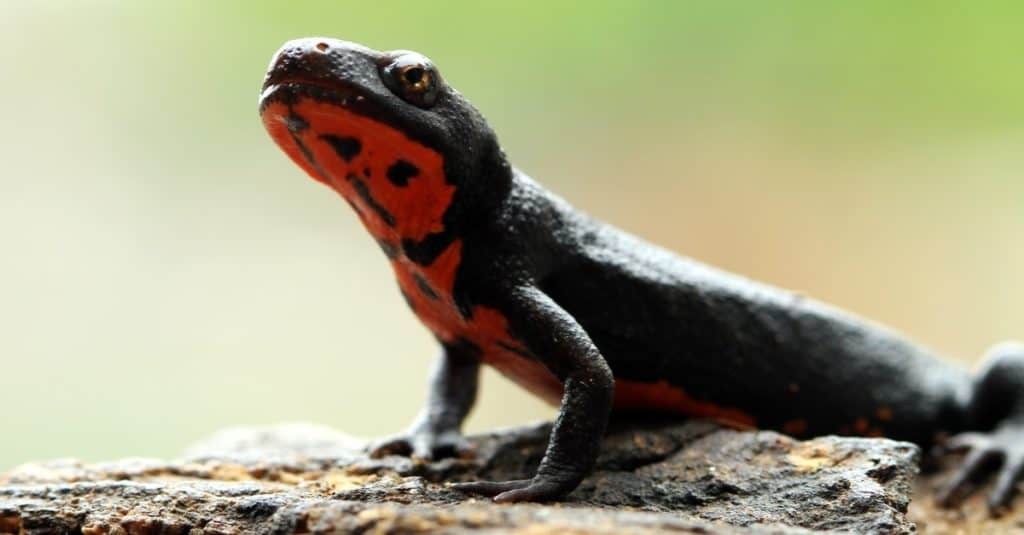 Fire Salamander with red belly sitting on wood.