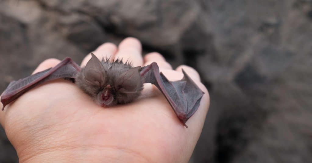 Baby Fruit bat in a woman's hand